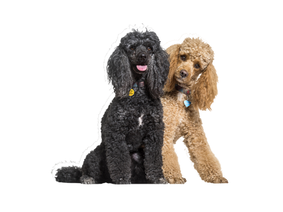 Poodle Rehoming Rescue Dog Dogs Trust